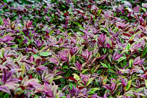 Free Green and Purple Plants in Tilt Shift Lens  Stock Photo