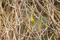 A Bird Perched on Tree Branch