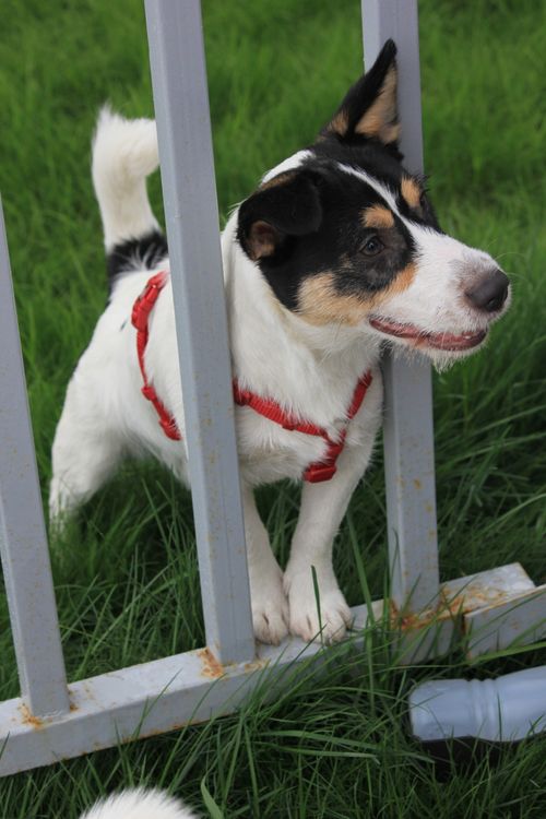 Free Cute Jack Russell Terrier peeking through fence in a green grassy garden. Stock Photo