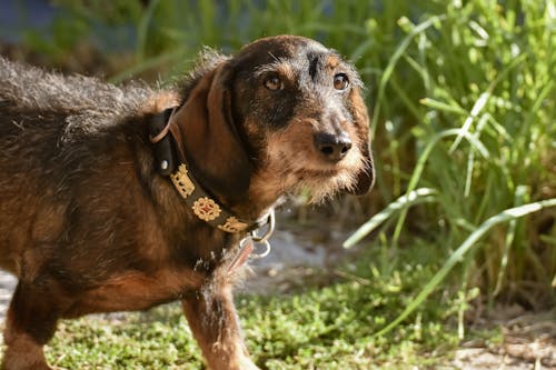 Free Close-Up Shot of a Brown Dog Stock Photo