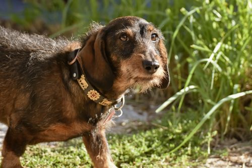 Free Cute wire-haired dachshund enjoying a sunny day outside in the grass. Stock Photo