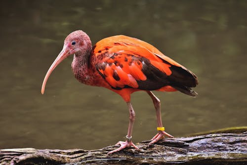 Close-up Photo of Eudocimus Ruber Scarlet Ibis