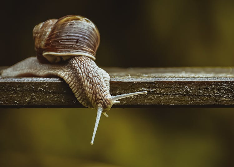 Close-Up Photo Of Snail