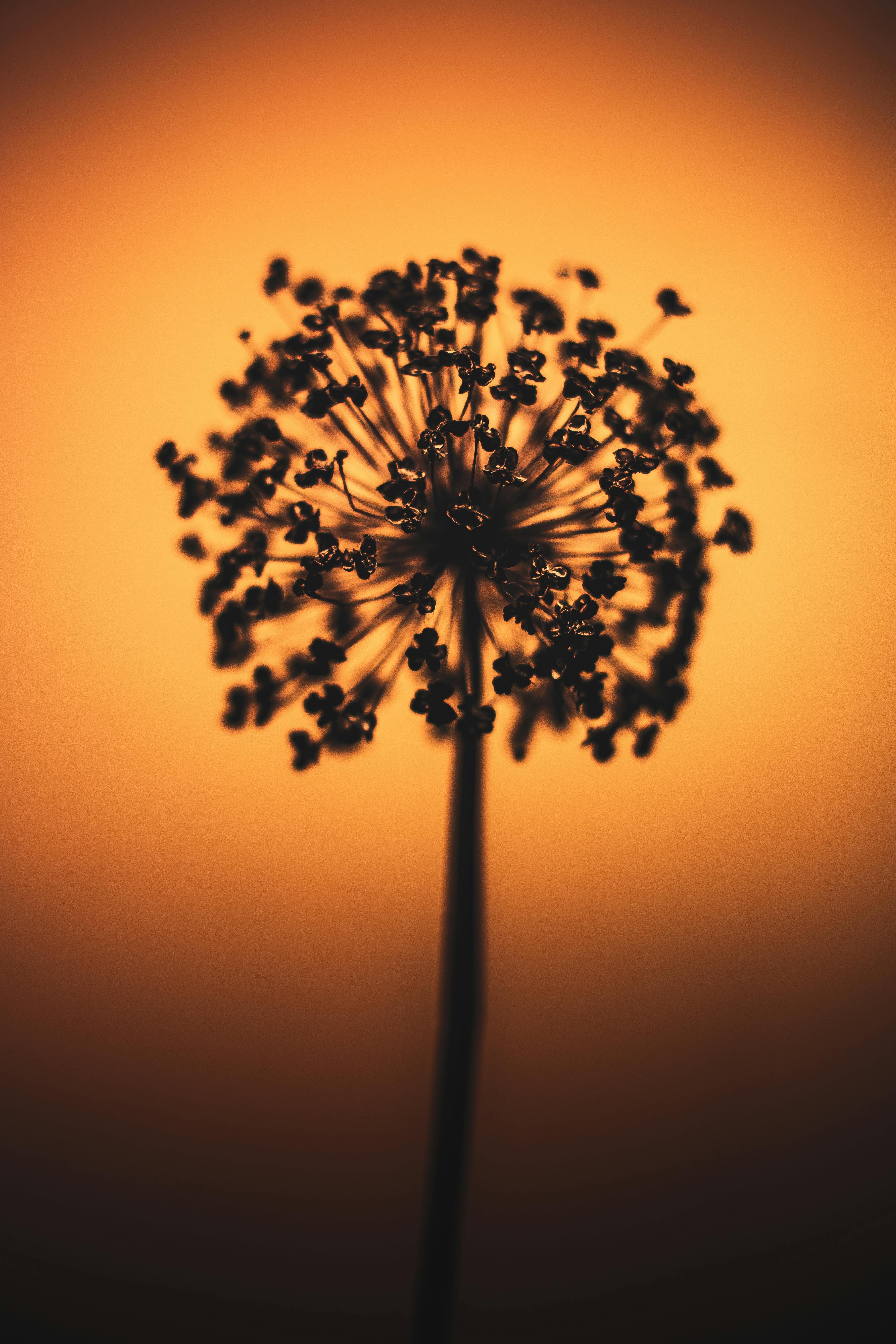 Artistic silhouette of a dandelion head in front of a warm, glowing orange background.