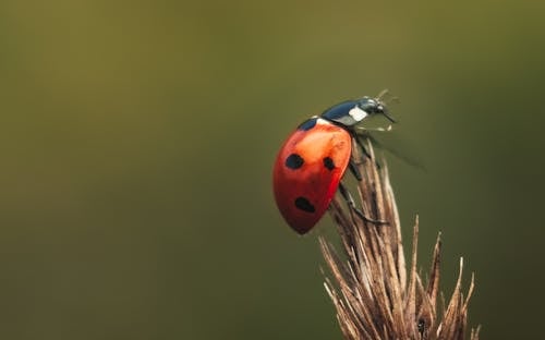 Macro Shot of a Black and Red Ladybug