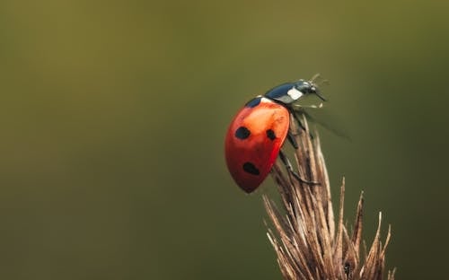 Fotobanka s bezplatnými fotkami na tému bezstavovce, dorbný, lienka