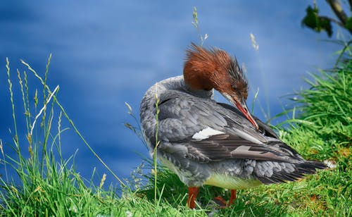 Darmowe zdjęcie z galerii z anatidae, anseriformes, fotografia ptaków