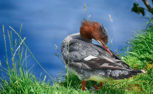 Free Close-up of a red-breasted merganser preening by the water's edge, showcasing detailed plumage. Stock Photo