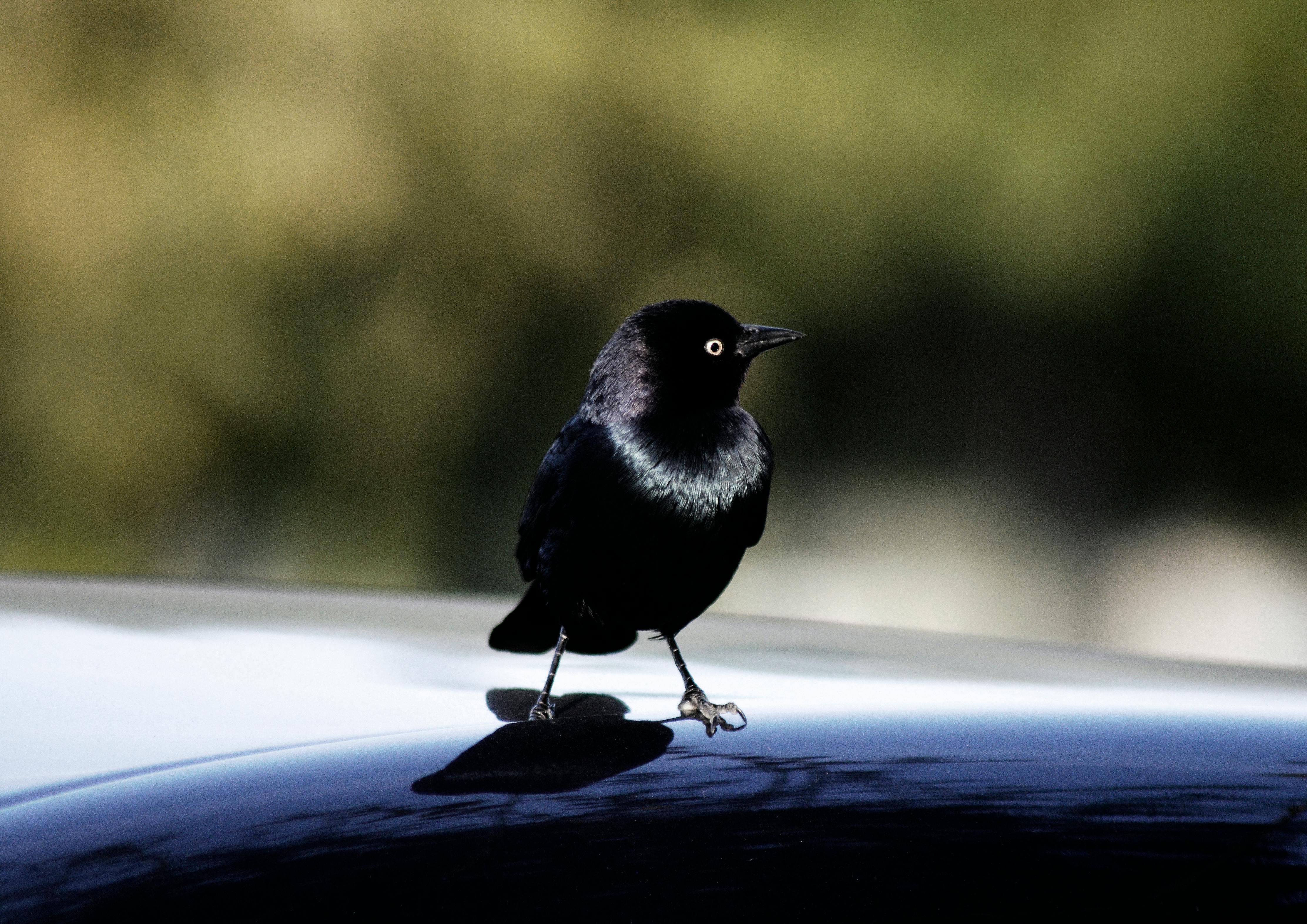 Close-Up Photo of a Black Crow on a Black Surface · Free Stock Photo