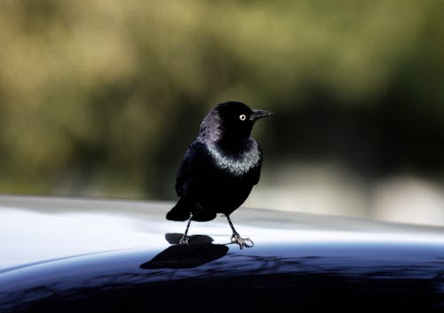 Free Close-Up Photo of a Black Crow on a Black Surface Stock Photo
