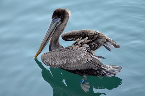 deniz kuşu, hayvan, kapatmak içeren Ücretsiz stok fotoğraf
