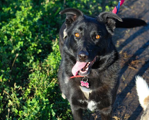 Free stock photo of adopt, animal rescue, black dog Stock Photo
