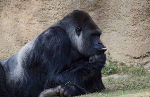 Free Black Gorilla Lying on Ground  Stock Photo