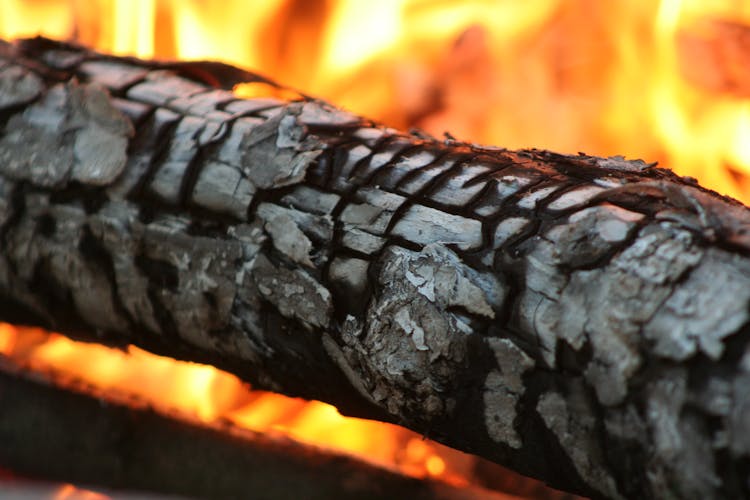 Close-Up Shot Of Charred Wood