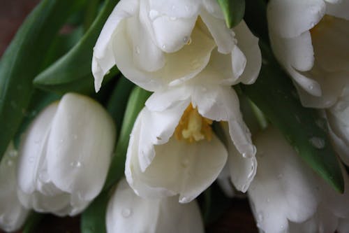 Free Fresh white tulips with clean drops of water Stock Photo