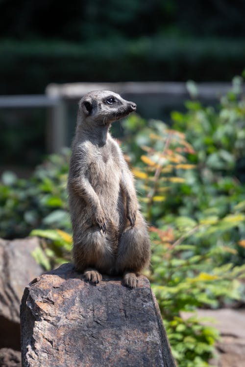 Selective Focus Photo of a Meerkat on Top of a Rock