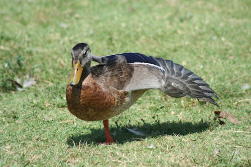 アヒル, 動物の写真, 水鳥の無料の写真素材