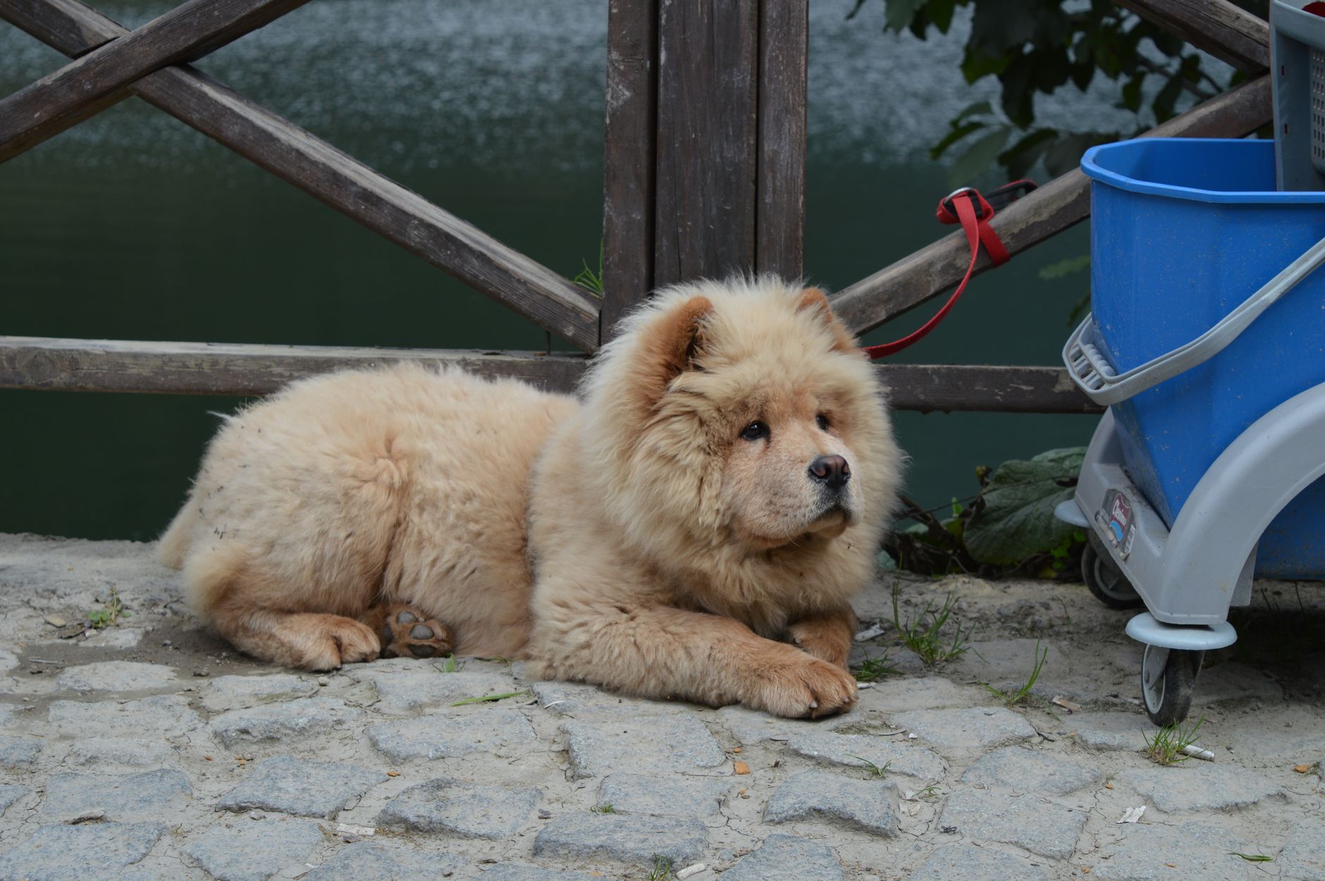 Cute Chow Chow dog lying on a stone path by a lake near a wooden railing.