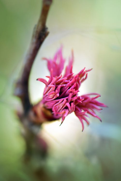 Бесплатное стоковое фото с природа, пурпурные цветы, цвет