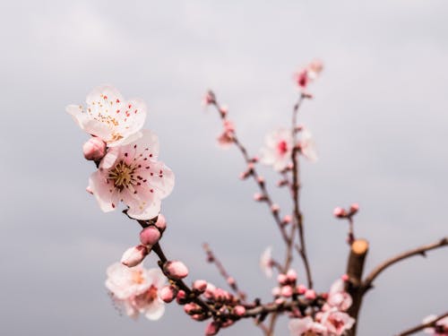 คลังภาพถ่ายฟรี ของ กลีบดอก, ดอกซากุระ, ดอกไม้
