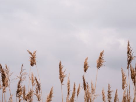 Brown Wheat Field Under Cloudy Sky