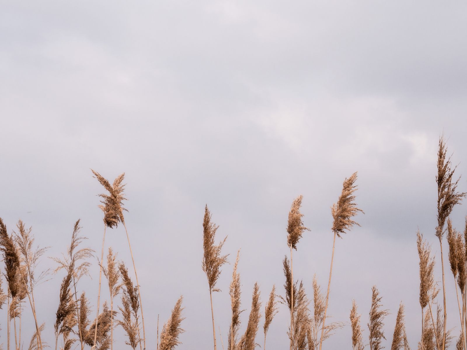 Reed grass swaying against a pale overcast sky — photo by Marta Ortigosa on Pexels