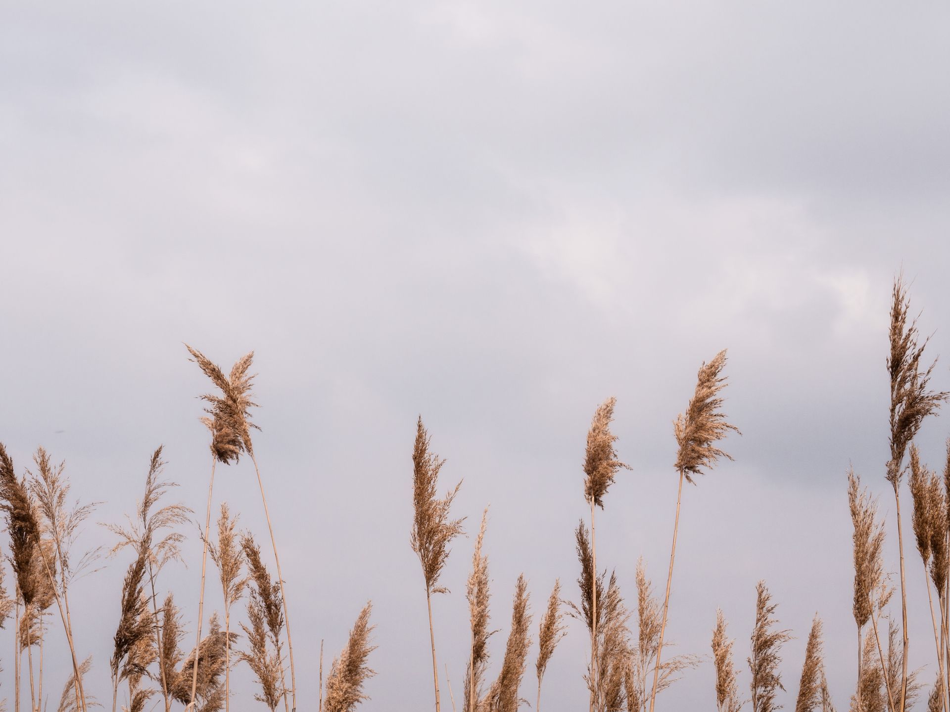Tranquil scene of pampas grass swaying under a cloudy sky, ideal for nature backgrounds.