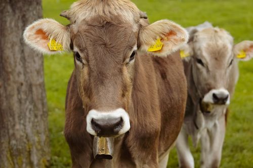 Free Close-up view of two Brown Swiss cows standing outdoors on green pasture. Stock Photo