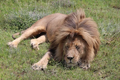 Photograph of a Lion Sleeping on Green Grass