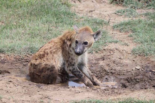 Photo of a Brown Hyena on the Soil 