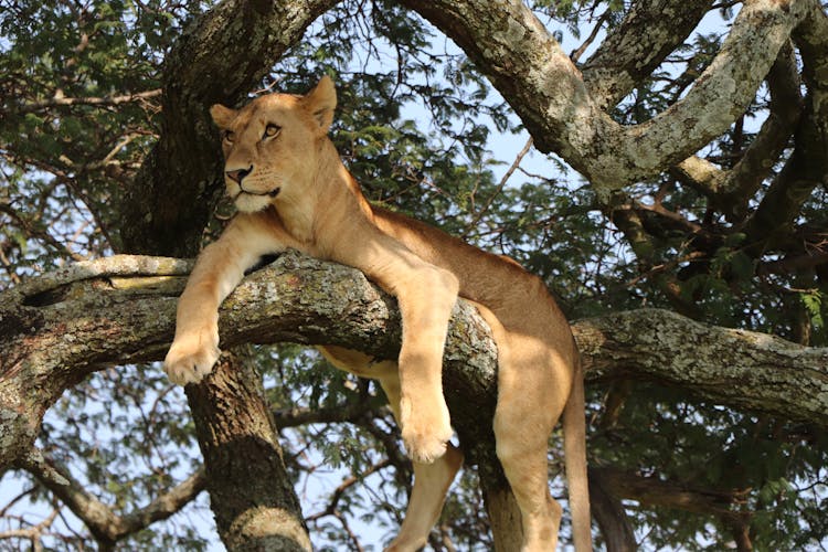 Lion On Tree