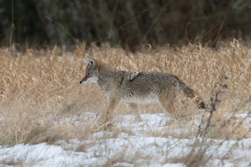 Photo of a Coyote Near Brown Grass