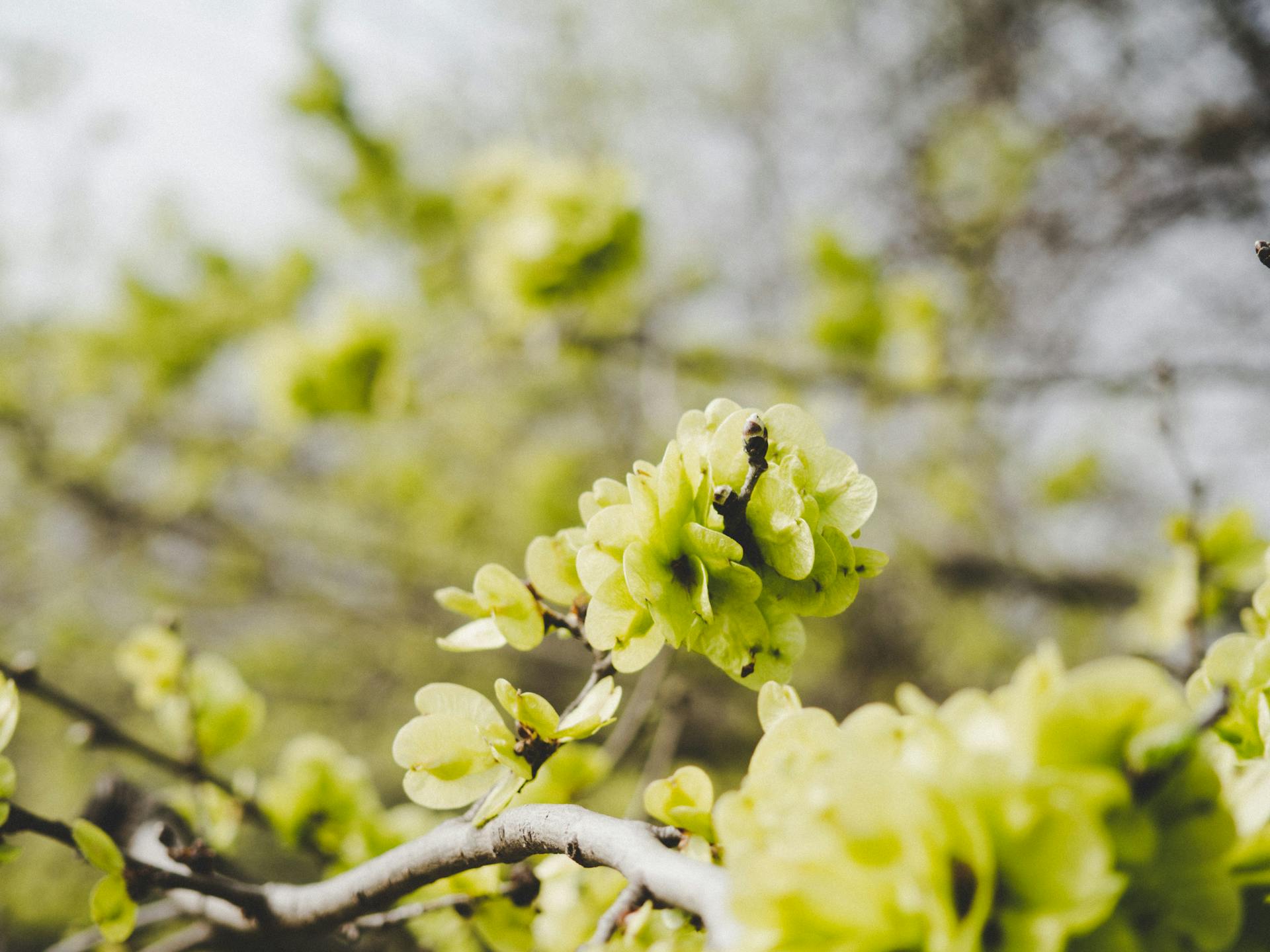 A detailed focus on Ulmus minor blossoms with fresh green leaves, capturing the beauty of spring nature.