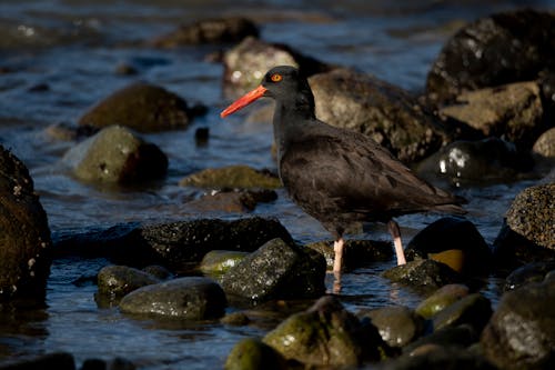 Ingyenes stockfotó ágon ülő, fekete oystercatcher, kis sziklák témában