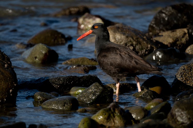 Black Oystercatcher Perched On Small Rocks 