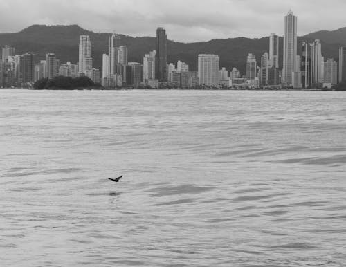 Grayscale Photo of a a Bird Flying Over the River