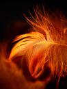 Red Feather in Macro Shot Photography