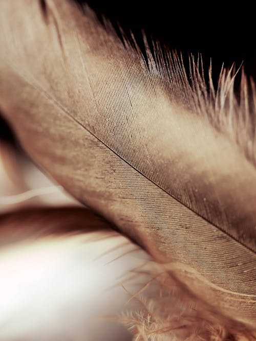 Close-up Photo of a Feather