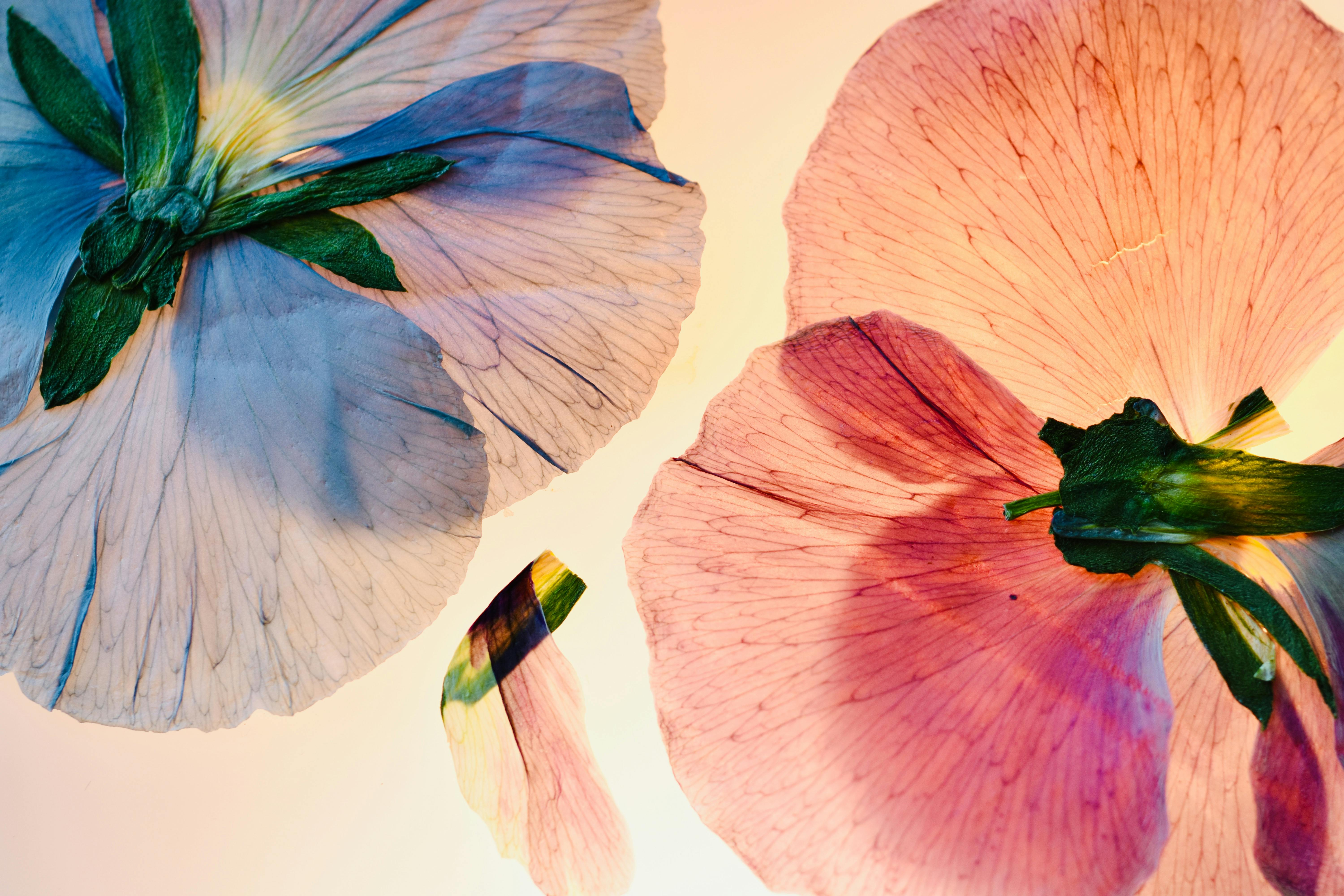 Free Close-up of colorful pansy petals showcasing delicate textures and vibrant hues. Stock Photo