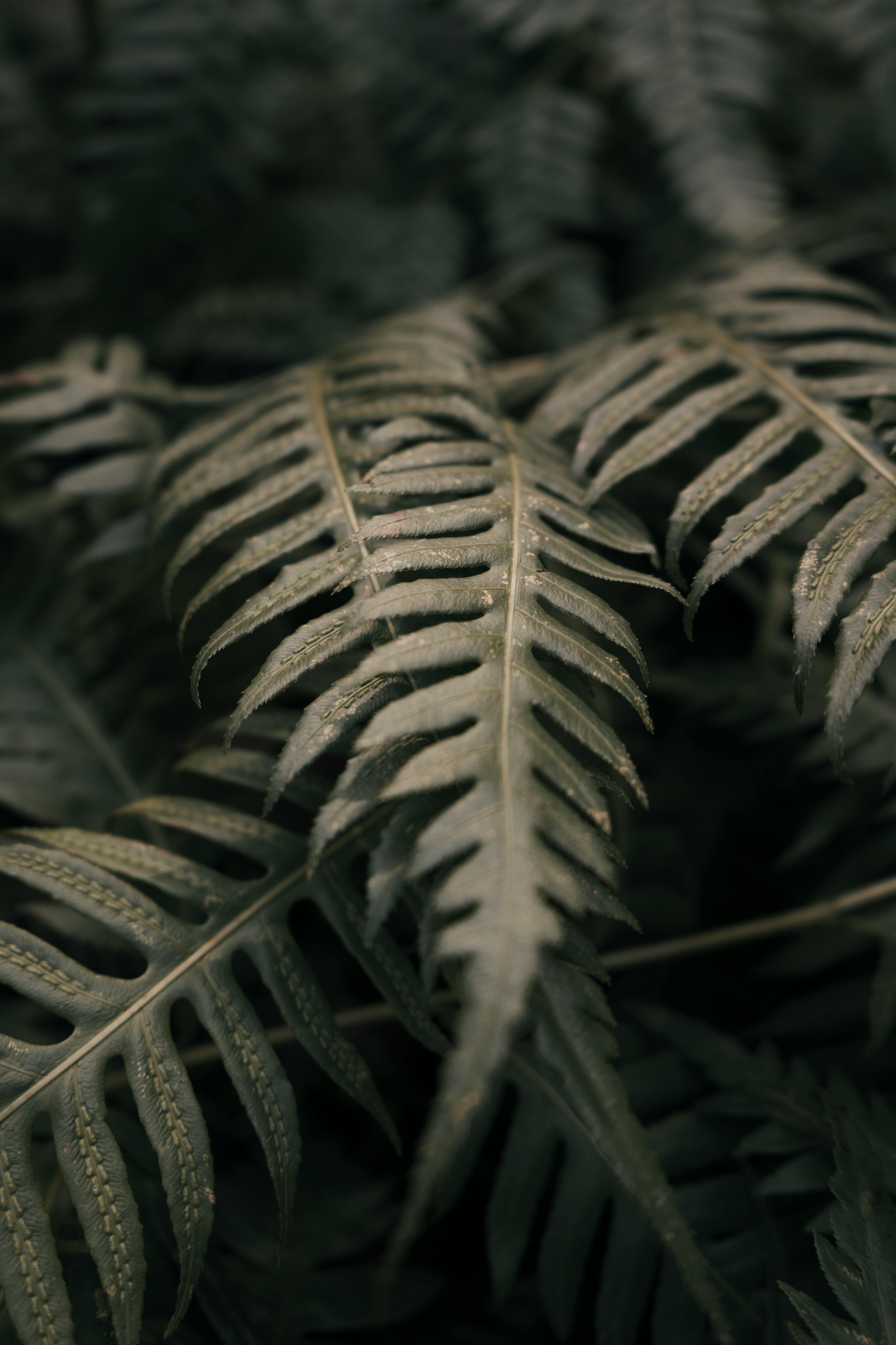 Detailed close-up of fern leaves highlighting their lush green color and natural texture.