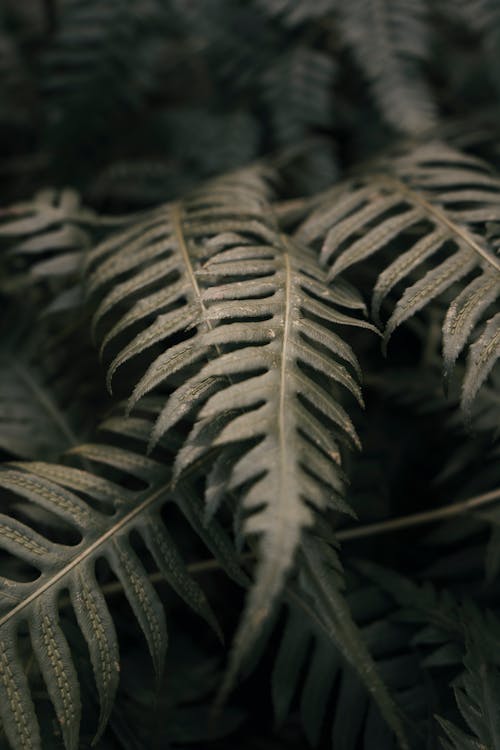 Green Leaf Plant in Close Up Photography