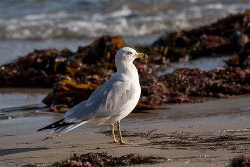 Free Beautiful close-up of a seagull on a sandy beach with seaweed and ocean waves. Stock Photo