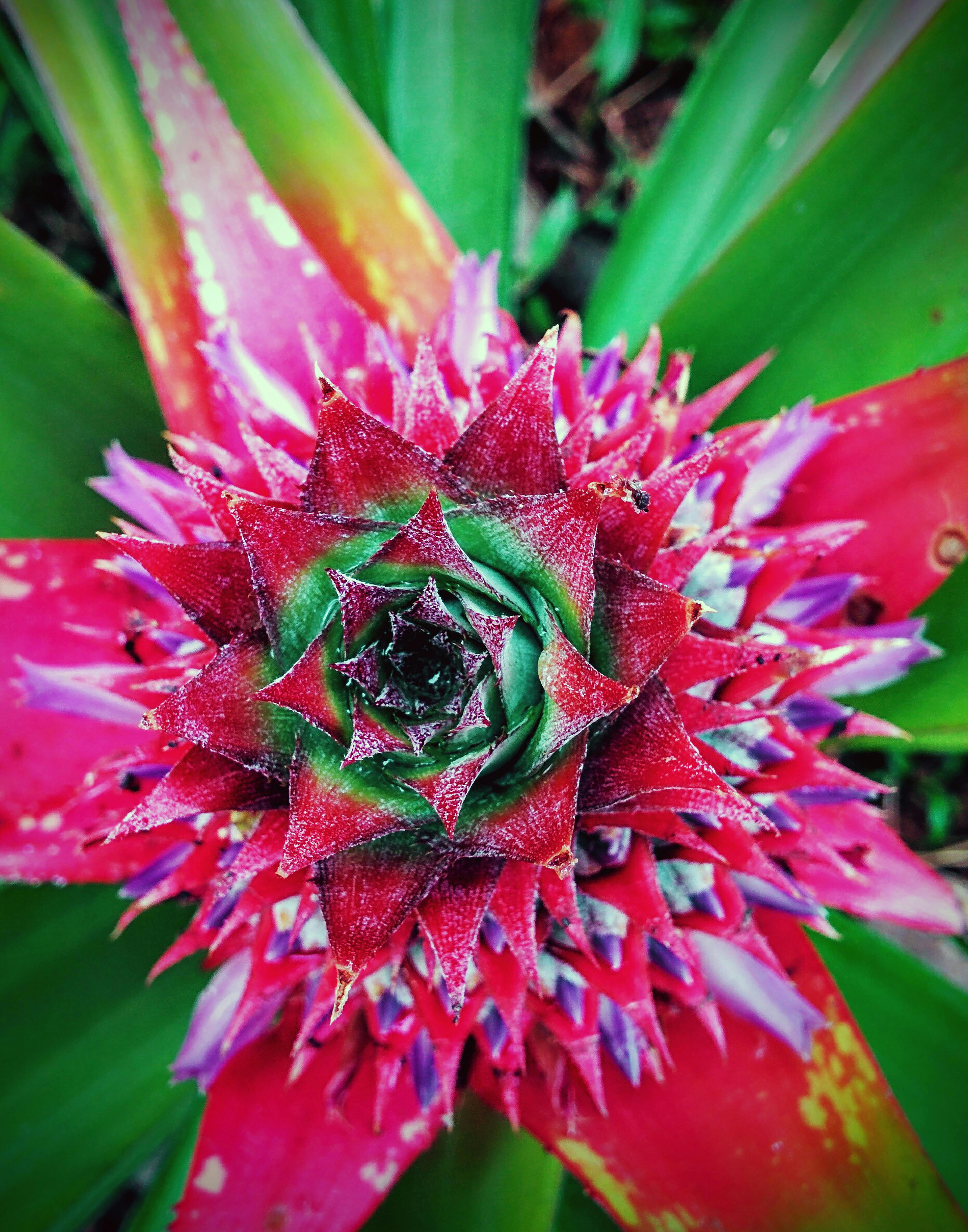 Free stock photo of collection, earth, flower