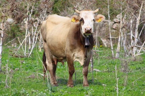 бесплатная Бесплатное стоковое фото с животное, корова, крупный план Стоковое фото