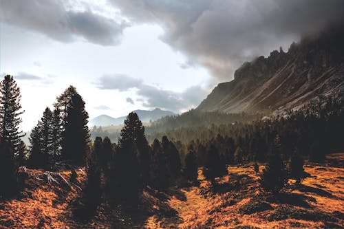 Silhouette of Mountain Hill With Pine Trees Under White Cloud Blue Sky