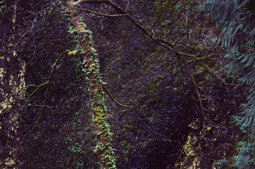 Part of branch of tree growing over stone covered with moss in forest in daytime