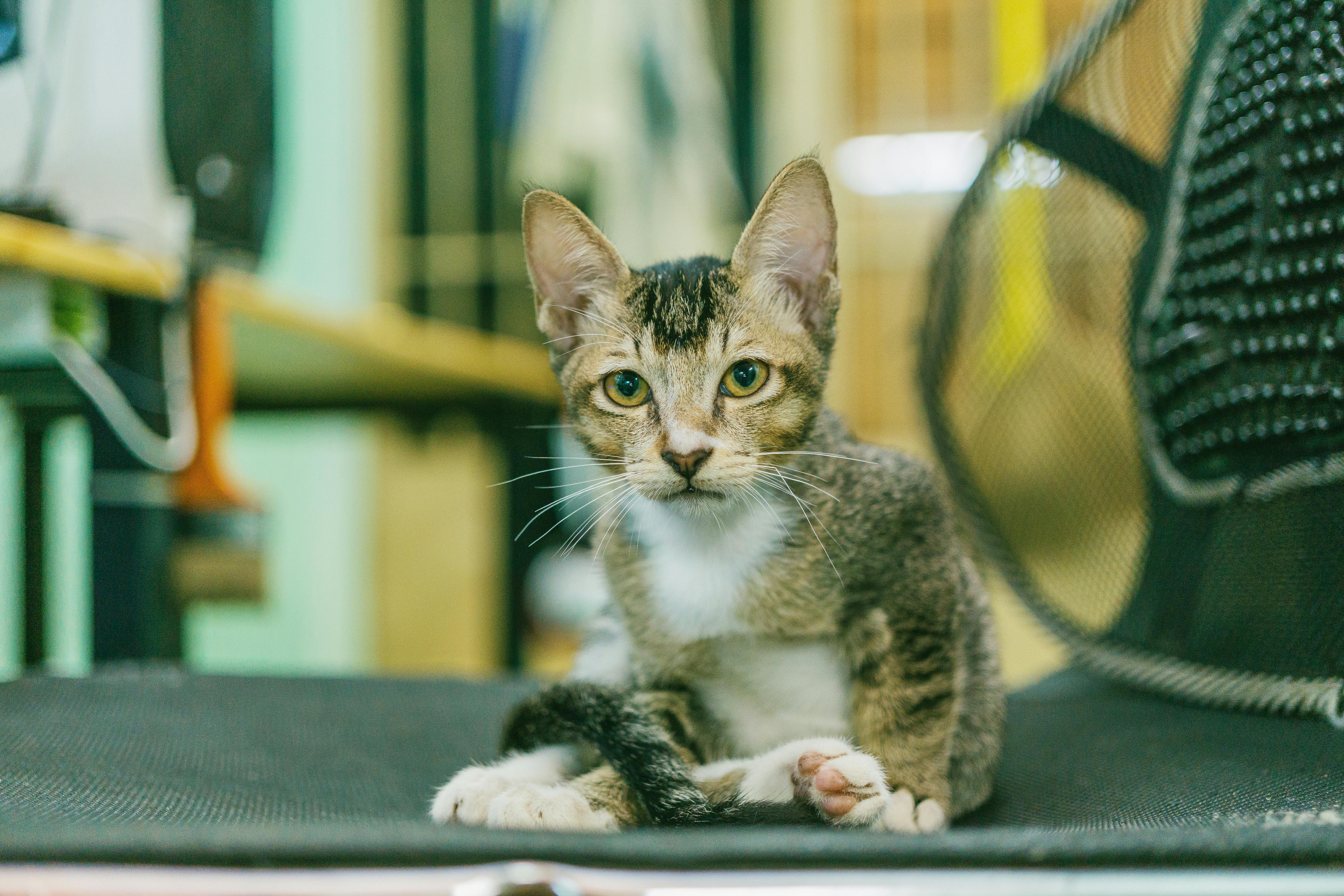 silver tabby cat