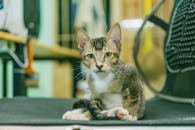 可爱的家猫坐在室内，眼睛迷人，胡须动人