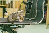 在舒适的室内，一只猫懒洋洋地躺在黑色网状办公椅上，聚精会神地舔着自己