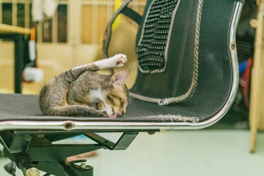 在舒适的室内，一只猫懒洋洋地躺在黑色网状办公椅上，聚精会神地舔着自己